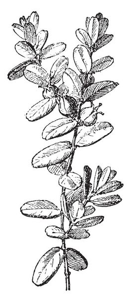 ツゲの木またはボックスの ox ツゲ ヴィンテージには、図が刻まれています。言葉・事・辞典 Larive ・ フルーリ - 1895年 - ベクター画像