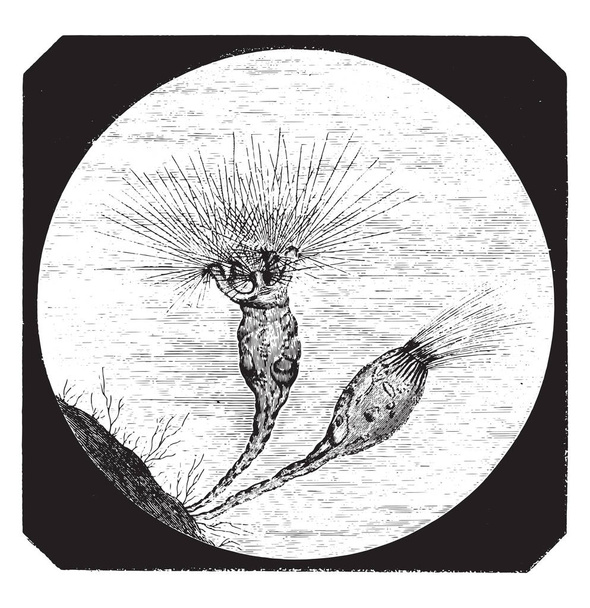 Floscularia vulgaris obserwowane w akwarium, powiększony 300 razy, vintage ilustracji grawerowane. Magasin Pittoresque 1873 - Wektor, obraz