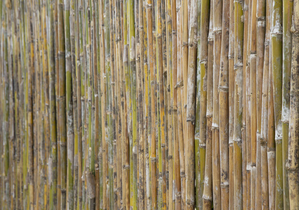 Bamboe muur textuur of achtergrond  - Foto, afbeelding