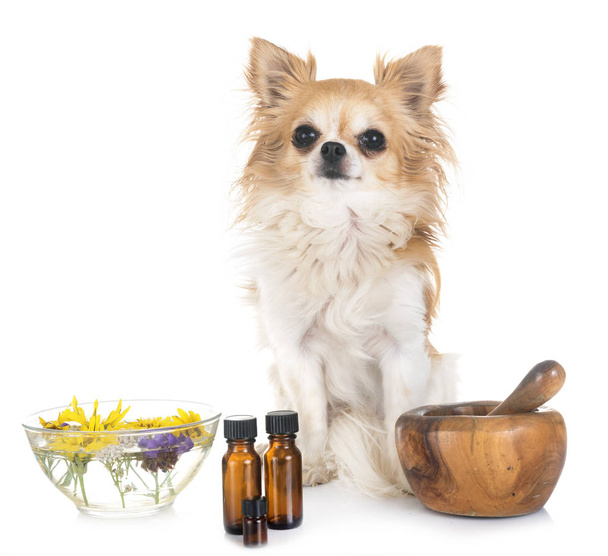 chien et huiles essentielles devant fond blanc
 - Photo, image