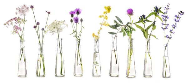 plants in test tube in front of white background - Valokuva, kuva