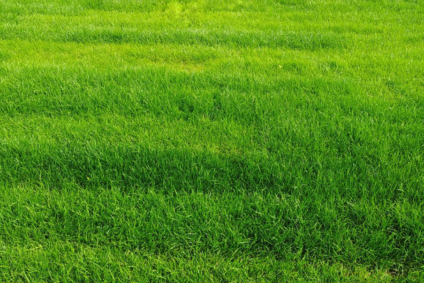 Groen gras. Zachte groen gazon, achtergrond, textuur - Foto, afbeelding