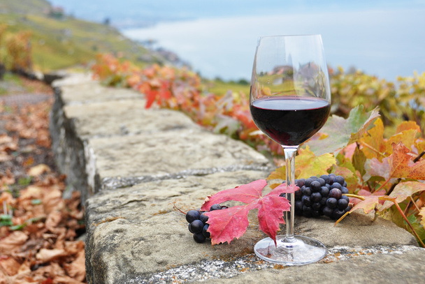 Glass of red wine on the terrace vineyard in Lavaux region, Swit - Photo, Image
