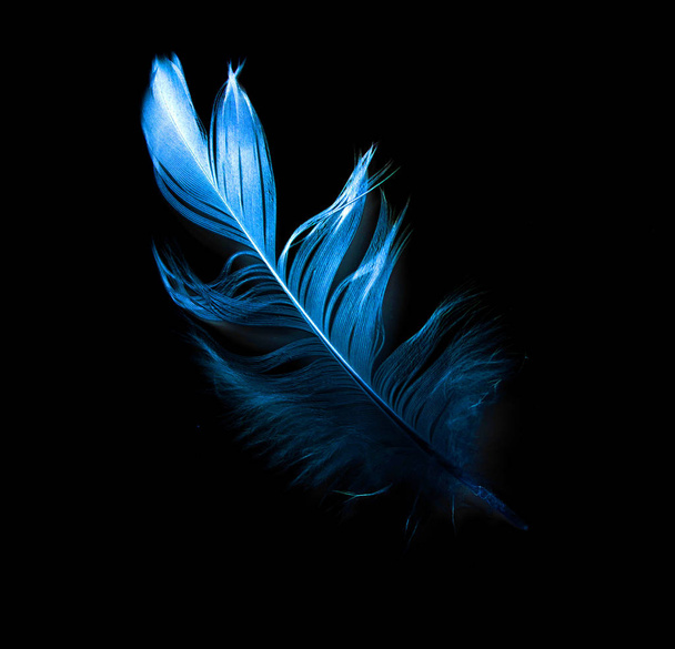Пташине перо на чорному тлі
 - Фото, зображення
