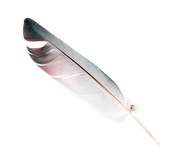 пташине перо на білому тлі
 - Фото, зображення