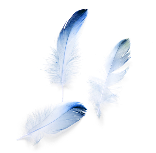 bird feather on white background - Foto, afbeelding