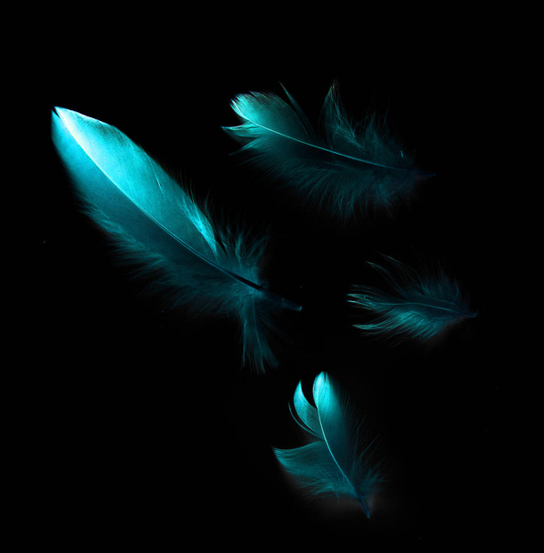 pluma de pájaro sobre fondo negro - Foto, Imagen