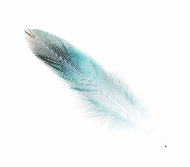 bird feather on white background - 写真・画像