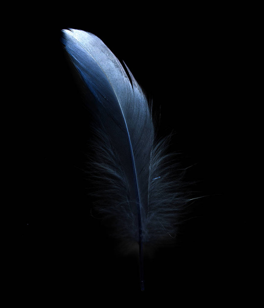 kuş tüyü siyah arkaplanda - Fotoğraf, Görsel