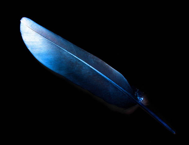 bird feather on black background - Фото, изображение