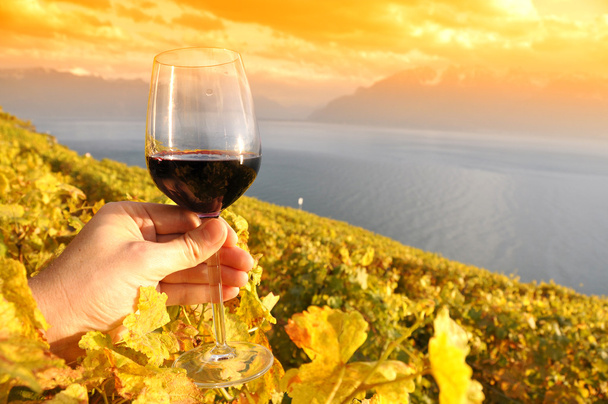 Винное стекло в руке против виноградников в регионе Лаво, Switze
 - Фото, изображение