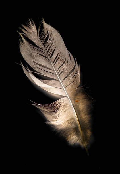 madár toll fekete háttér - Fotó, kép