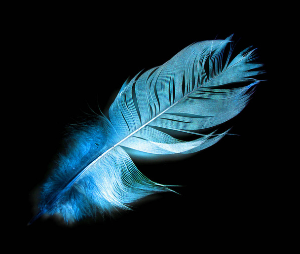 bird feather on black background - Φωτογραφία, εικόνα