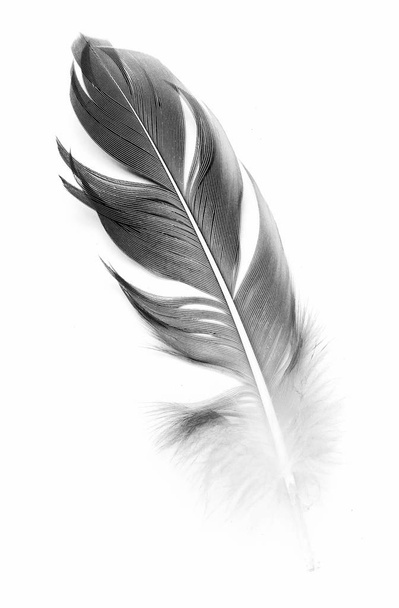 bird feather on white background - Zdjęcie, obraz