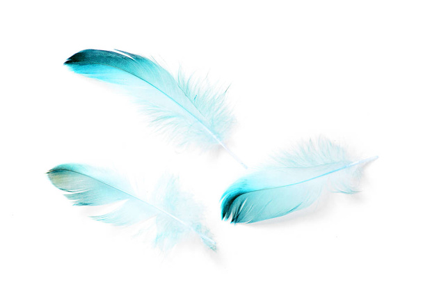 bird feather on white background - 写真・画像