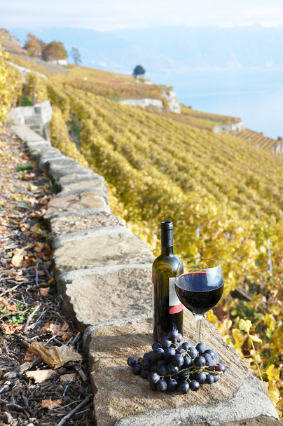 κόκκινο κρασί και σταφύλια στη βεράντα του αμπελώνα lavaux περιοχής, - Φωτογραφία, εικόνα