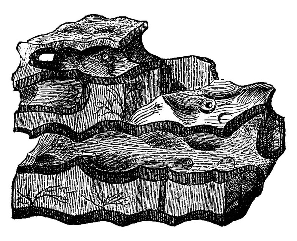 The oldest sedimentary deposits, Laurentian shale, Eozoon canadense, vintage engraved illustration. Earth before man  1886.  - Vector, Image