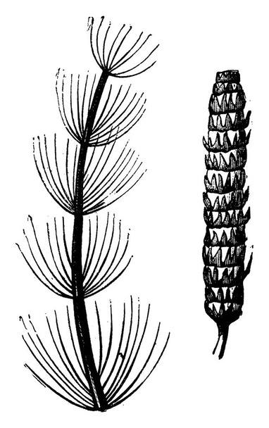 Primitive plants, Calamites a. branch, b. fruiting spike, vintage engraved illustration. Earth before man  1886.  - Vector, Image