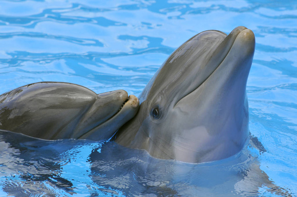 Twee portretten van bottlenose dolfijnen (Tursiops truncatus) in blauw water - Foto, afbeelding