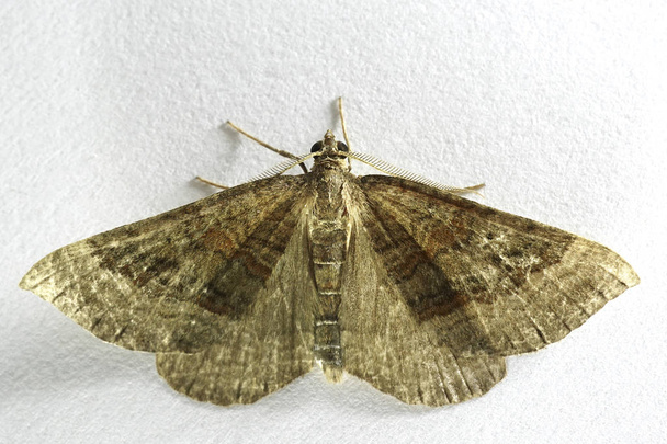 Макро фотографії широкосмугового метелика Shaded у студійній установці
 - Фото, зображення