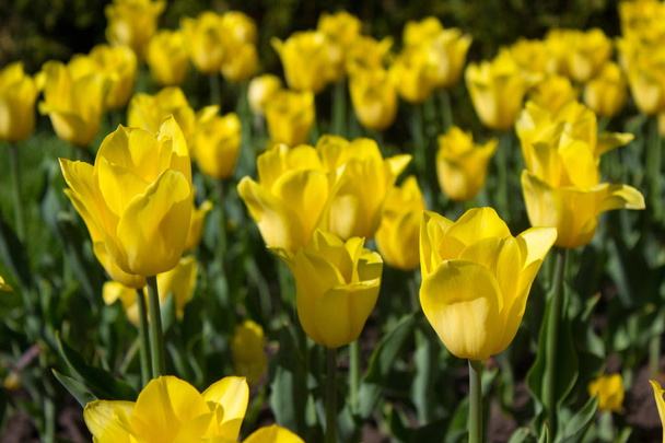 Yellow tulip flowers on a sunny day - Foto, Imagen