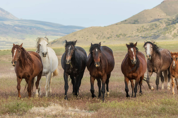 piękne dzikie konie na pustyni Utah w lecie - Zdjęcie, obraz