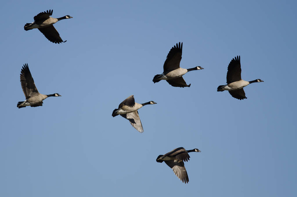 Flock of Canada Geese Flying in a Blue Sky - Photo, Image
