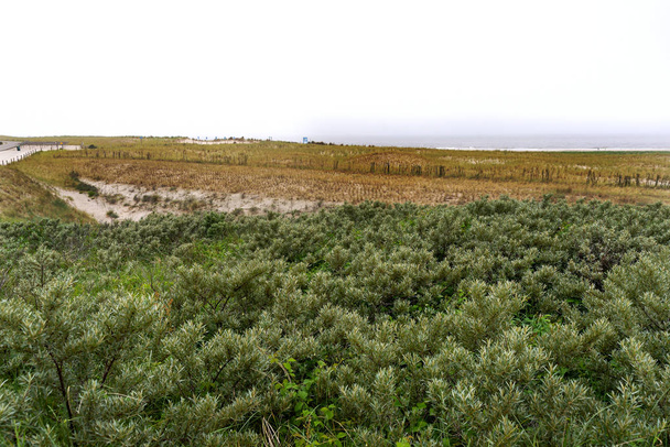 Pohled do dun nedaleko městečka na pobřeží Petten nedaleko Alkmaar, Nizozemsko - Fotografie, Obrázek