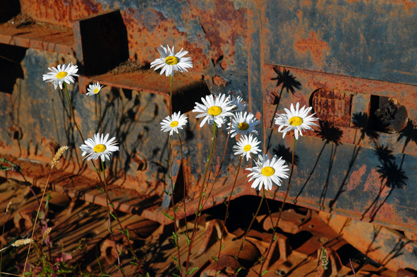Oxeye daisies and corroded tracks - Photo, Image