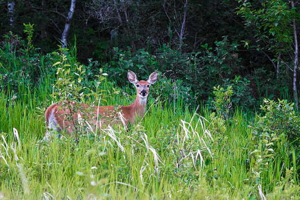 Whitetail jelen stojící v některých trávy - Fotografie, Obrázek