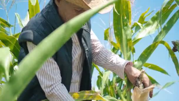 Farmer na polu kukurydzy łzy kukurydzy. Starszy mężczyzna w słomkowym kapeluszu chodzi po polu kukurydzy i sprawdza przyszłe zbiory. - Materiał filmowy, wideo