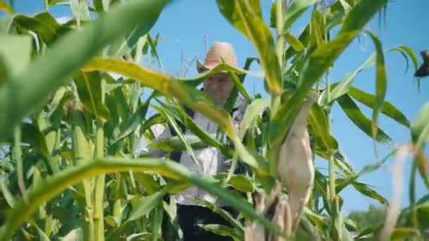 トウモロコシ畑の農家の涙トウモロコシ。麦藁帽子の老人がトウモロコシ畑を歩いて未来の作物をチェックする - 映像、動画