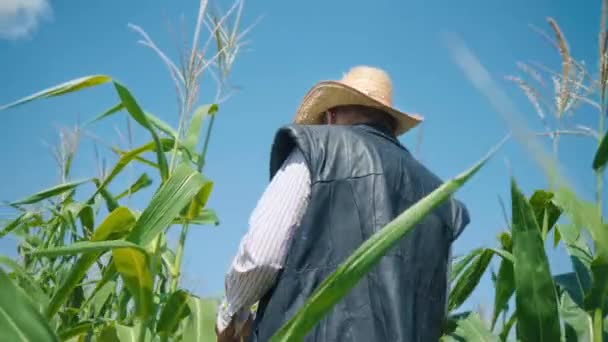 Farmer na polu kukurydzy łzy kukurydzy. Starszy mężczyzna w słomkowym kapeluszu chodzi po polu kukurydzy i sprawdza przyszłe zbiory. - Materiał filmowy, wideo