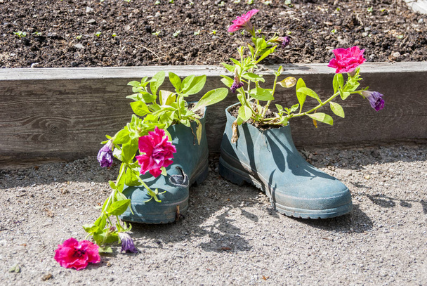 Régi wellington boots használt eredeti virágtartók, belül rózsaszín virágokkal - Fotó, kép