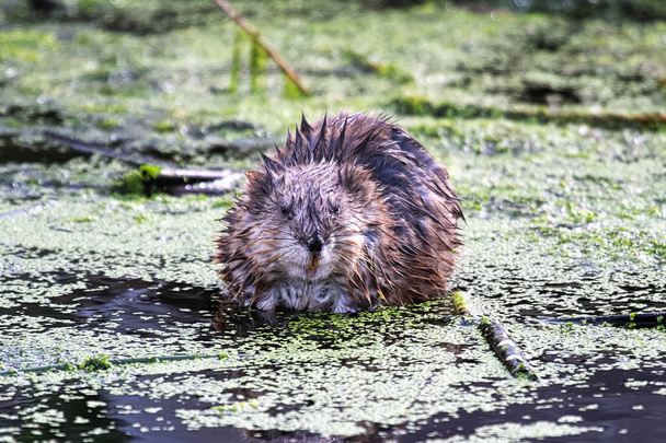 A muskrat looking straight ahead as it sits in water - Photo, Image