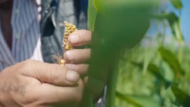 Viljelijä maissipellolla itkee maissia. Vanhempi mies olkihatussa kävelee maissipellolla ja tarkistaa tulevan sadon. - Materiaali, video