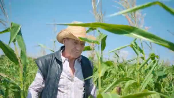 Granjero en campo de maíz rasga maíz. Un anciano con sombrero de paja camina por un maizal y comprueba la futura cosecha - Imágenes, Vídeo