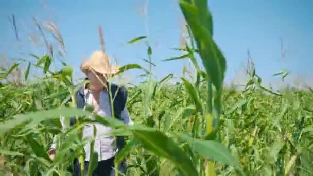Agriculteur dans le champ de maïs déchire maïs. Un homme âgé dans un chapeau de paille marche dans un champ de maïs et vérifie la future récolte - Séquence, vidéo