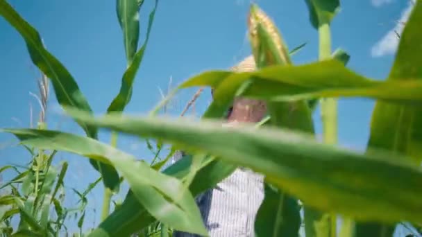 Granjero en campo de maíz rasga maíz. Un anciano con sombrero de paja camina por un maizal y comprueba la futura cosecha - Imágenes, Vídeo
