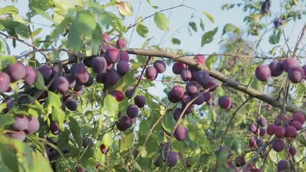 De oogst van pruimen - Video