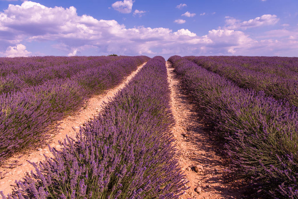 levender field  purple aromatic flowers  near valensole in provence france - Zdjęcie, obraz