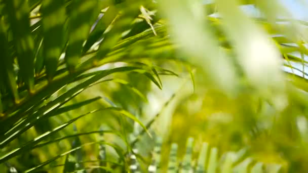 tropisch grünes Palmblatt mit Sonnenlicht verschwimmen, abstrakter natürlicher Hintergrund mit Bokeh. defokussiertes üppiges Laub - Filmmaterial, Video