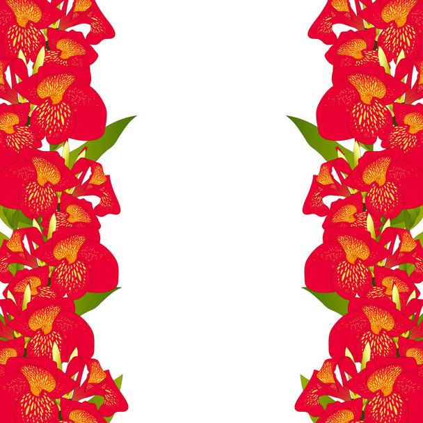 Red Canna indica Border - Canna lily, Indian Shot. Isolated on White Background. Vector Illustration. - Vetor, Imagem
