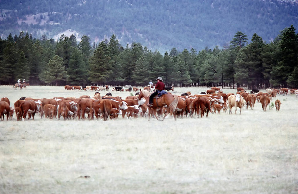 Cowboys doen van een roundup van vee buiten. - Foto, afbeelding