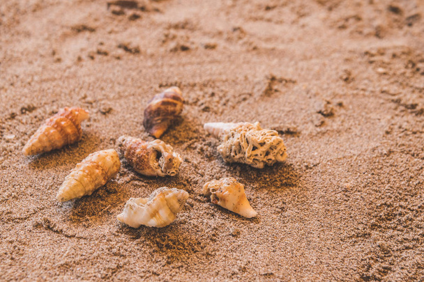 раковины, ракушки, морские элементы на песчаном фоне пляжа
 - Фото, изображение