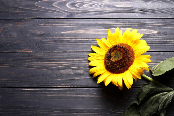 gelbe schöne Sonnenblume auf einem hölzernen Hintergrund mit Platz für Text. Ansicht von oben. - Foto, Bild