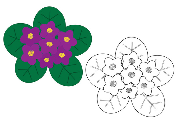 Violets flowers colorful and in white and black colors, coloring page. - Vektor, obrázek