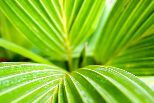 Top view, closeup and crop of green palm leaf  texture and background. - Photo, Image