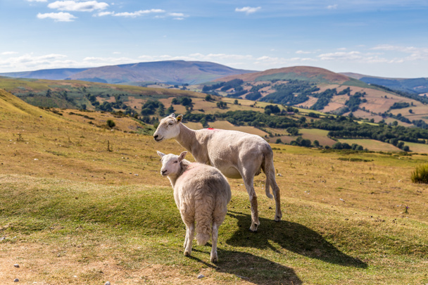 Lammas ja karitsa Brecon Beacons National Park Walesissa, Iso-Britannia
 - Valokuva, kuva