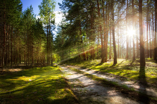 forest road on old pine forest with rays of the rising su - Photo, Image